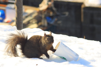 Squirrel with a Starbucks Cup