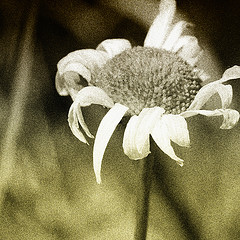 Daisy Demise | Source: jumpinjimmyjava on Flickr under CC By 2.0 Licence